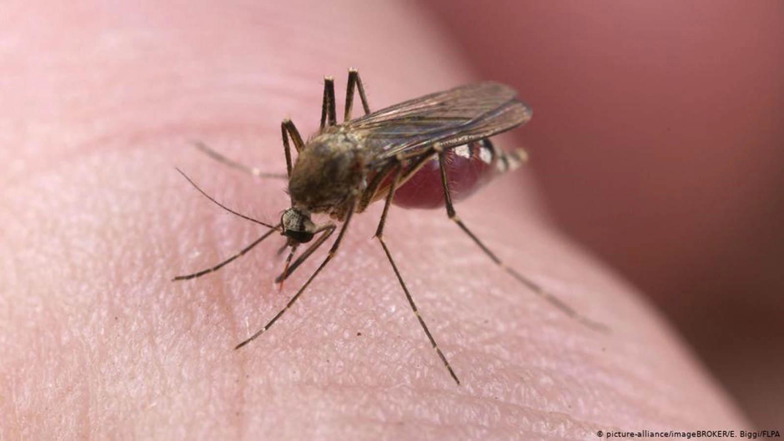 علماء يحذرون من انتشار أمراض البعوض لأكثر من نصف سكان العالم