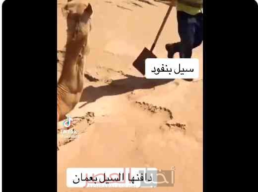 مقطع فيديو يوثق إنقاذ ناقة دفنها السيل في الرمال بعُمان